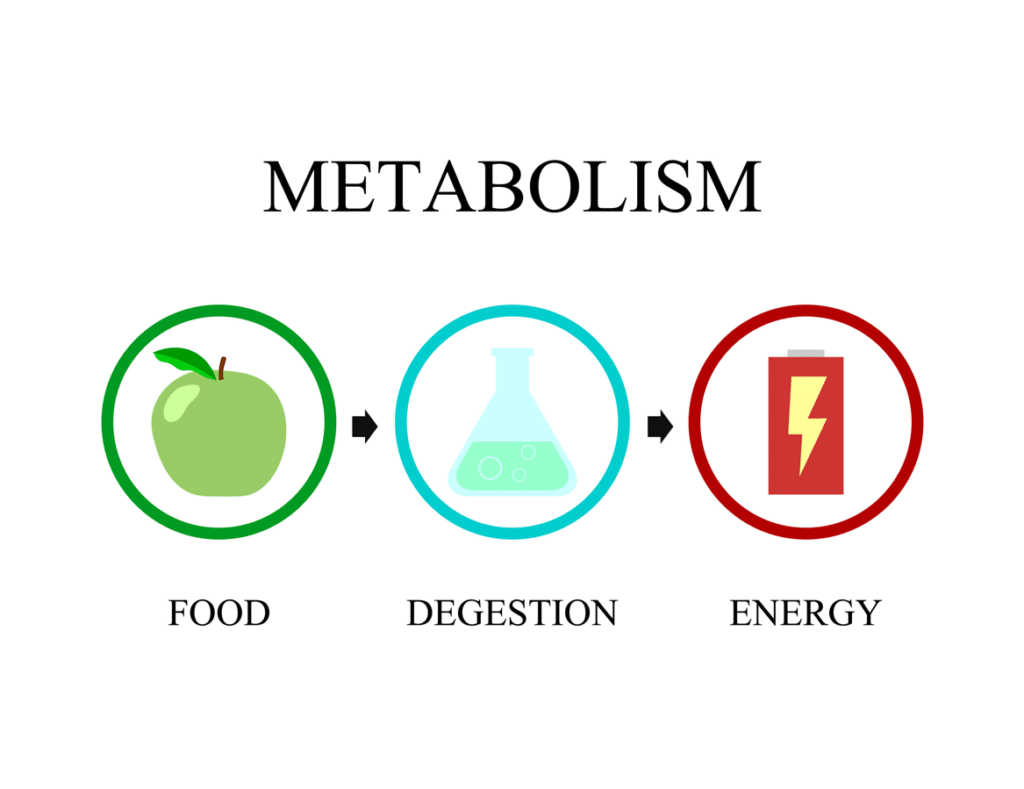 The process of metabolism: Food, to digestion, and finally to energy.